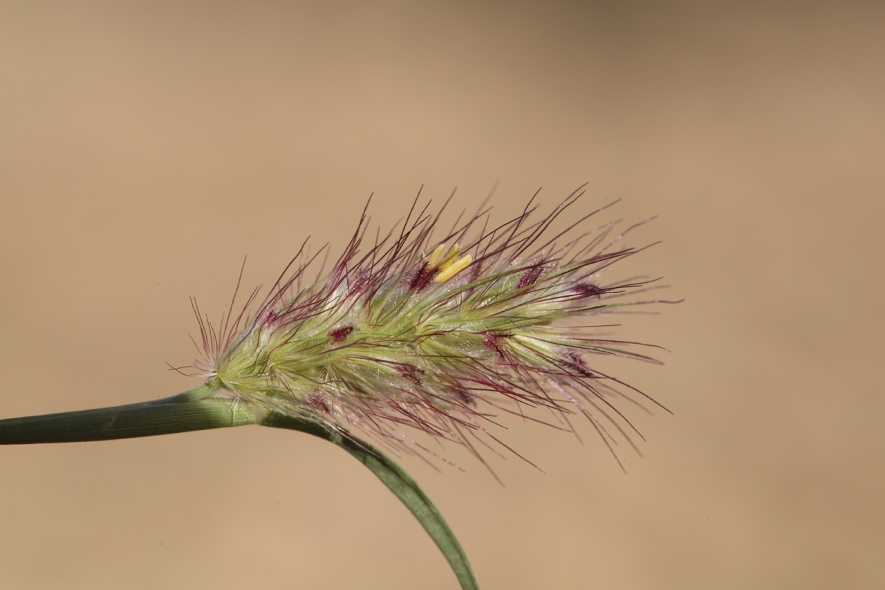 Cenchrus ciliaris.jpg