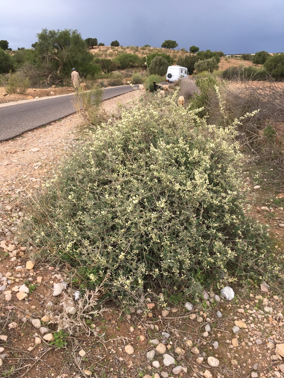 Chamaecytisus mollis.jpg