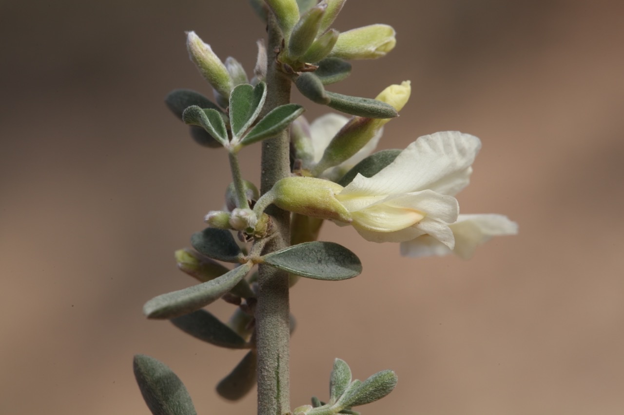 Chamaecytisus mollis (1).jpg