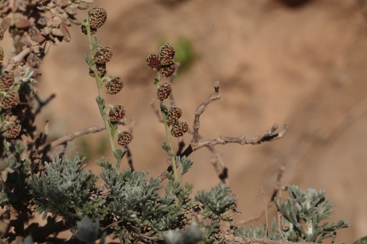 Artemisia reptans (1).jpg