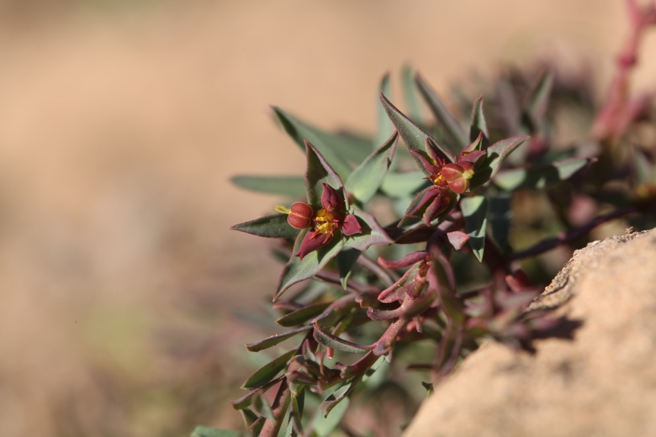 Euphorbia terracina.jpg
