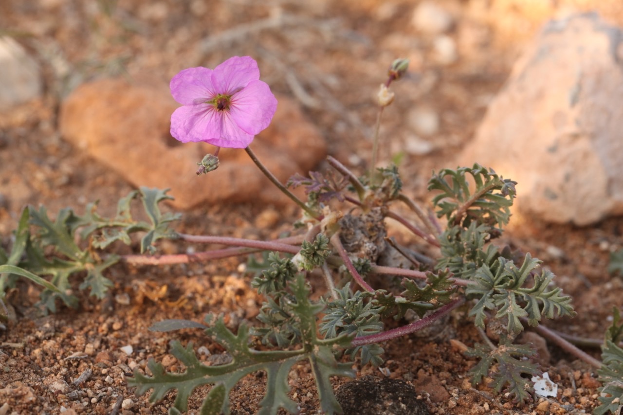 Erodium crassifolium.jpg