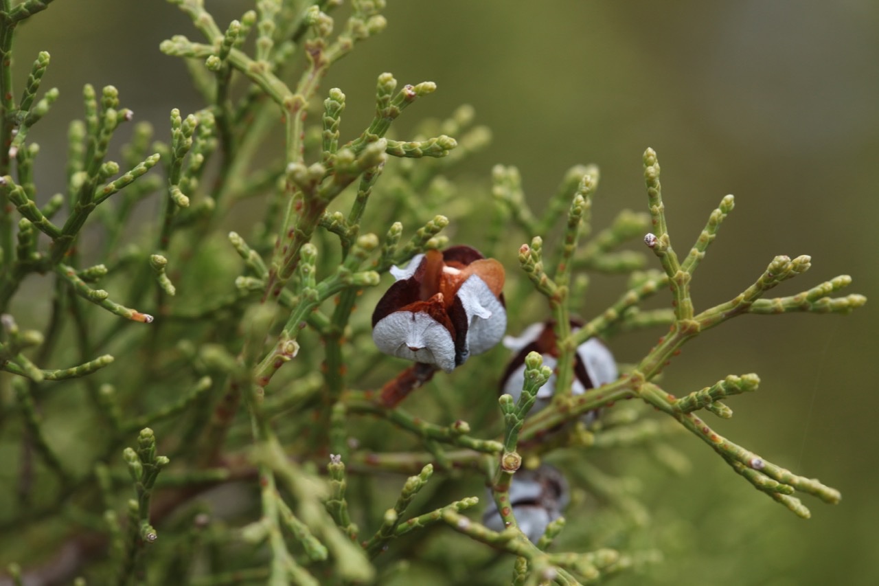 Tetraclinis articulata (1).jpg