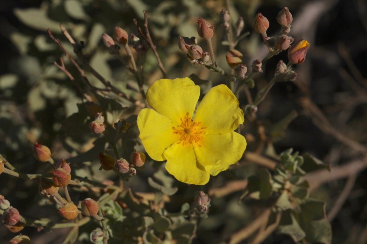 Cistus halimifolius var. lasiocalycinus 1.jpg