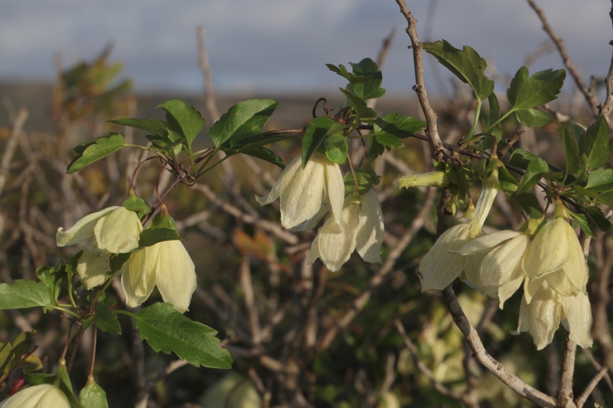 Clematis cirrhosa.jpg