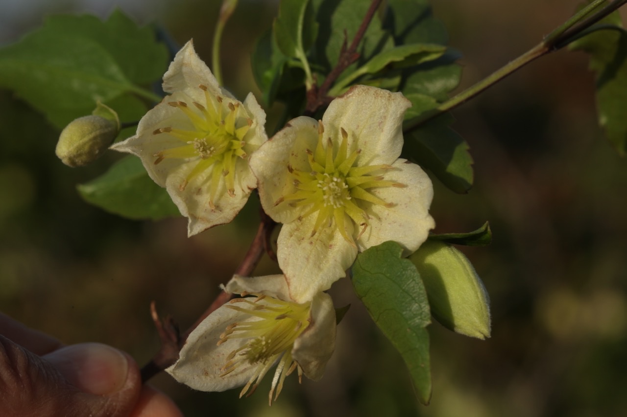 Clematis cirrhosa (1).jpg