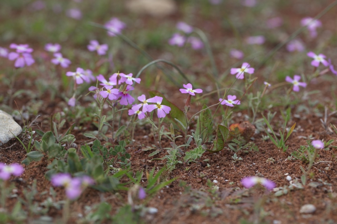 Malcolmia triloba (1).jpg