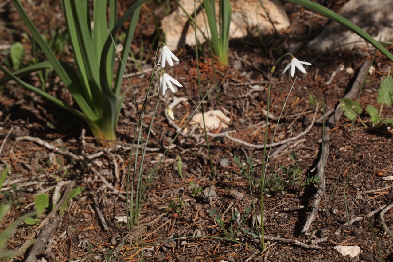 Acis trichophylla.jpg