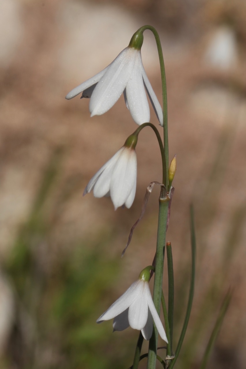 Acis trichophylla (2).jpg