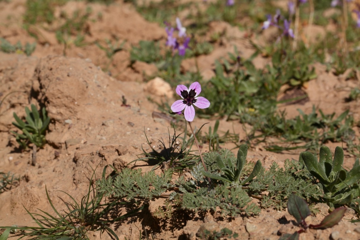 Erodium touchyanum .jpg