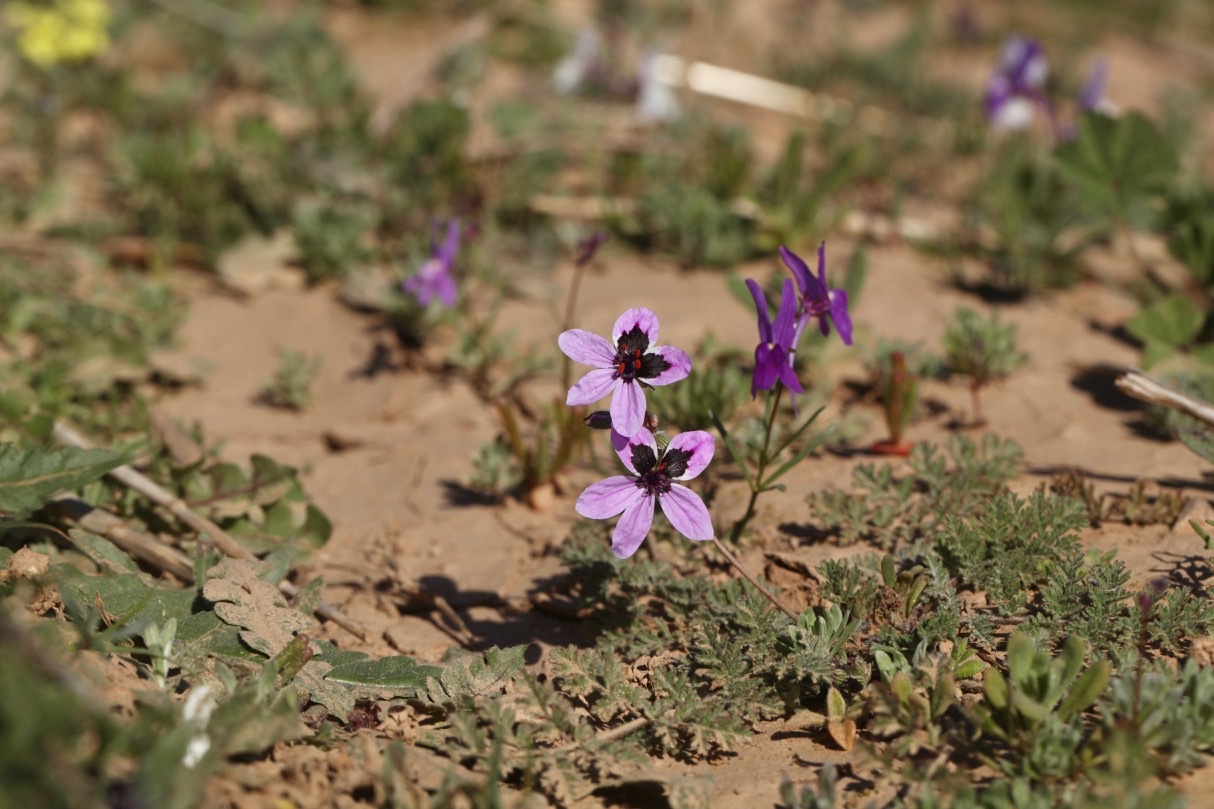 Erodium touchyanum (1).jpg