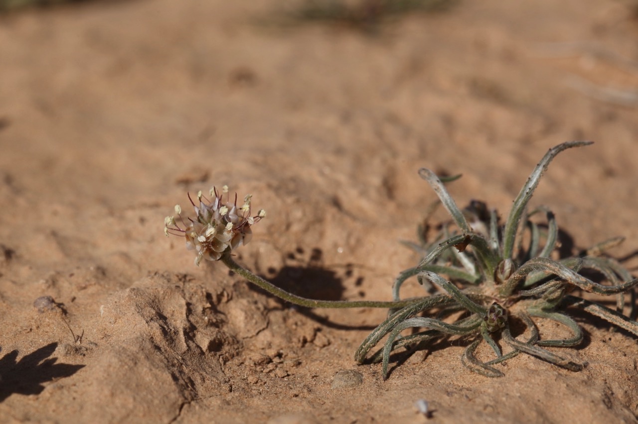 Plantago ovata (psyllium , ispaghul).jpg