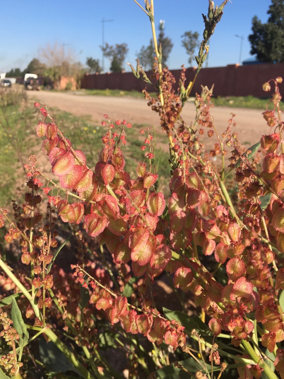 Rumex vesicarius (1).jpg