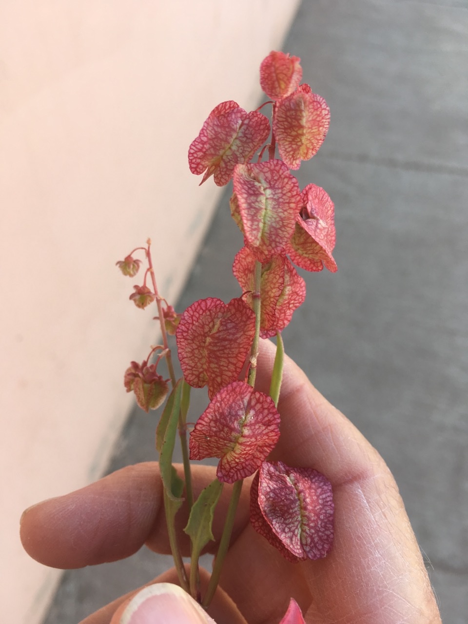 Rumex vesicarius.jpg