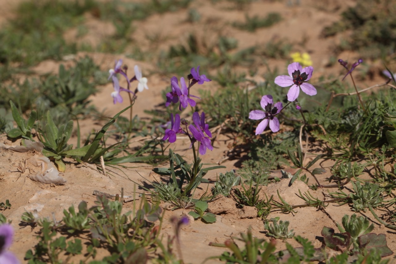 Linaria incarnata + Erodium touchyanum.jpg