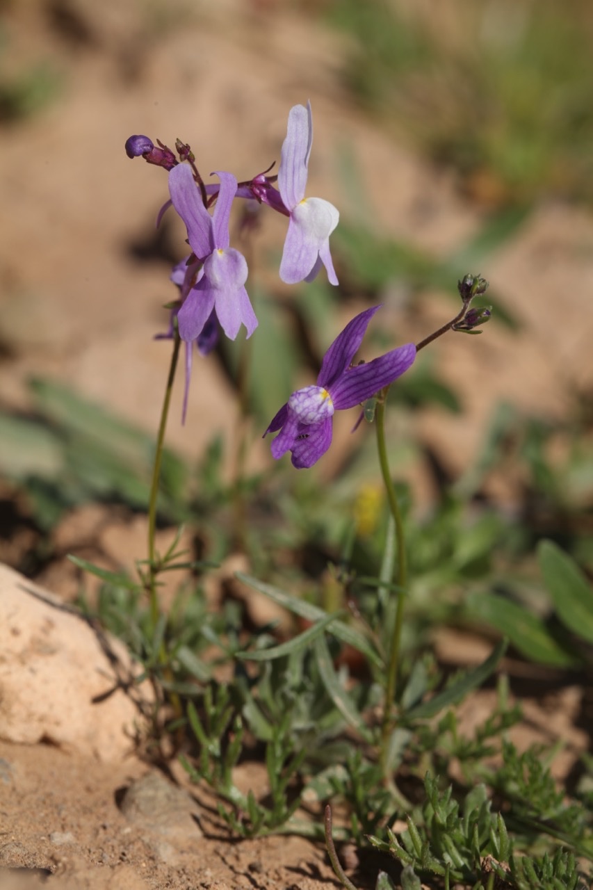 Linaria incarnata.jpg