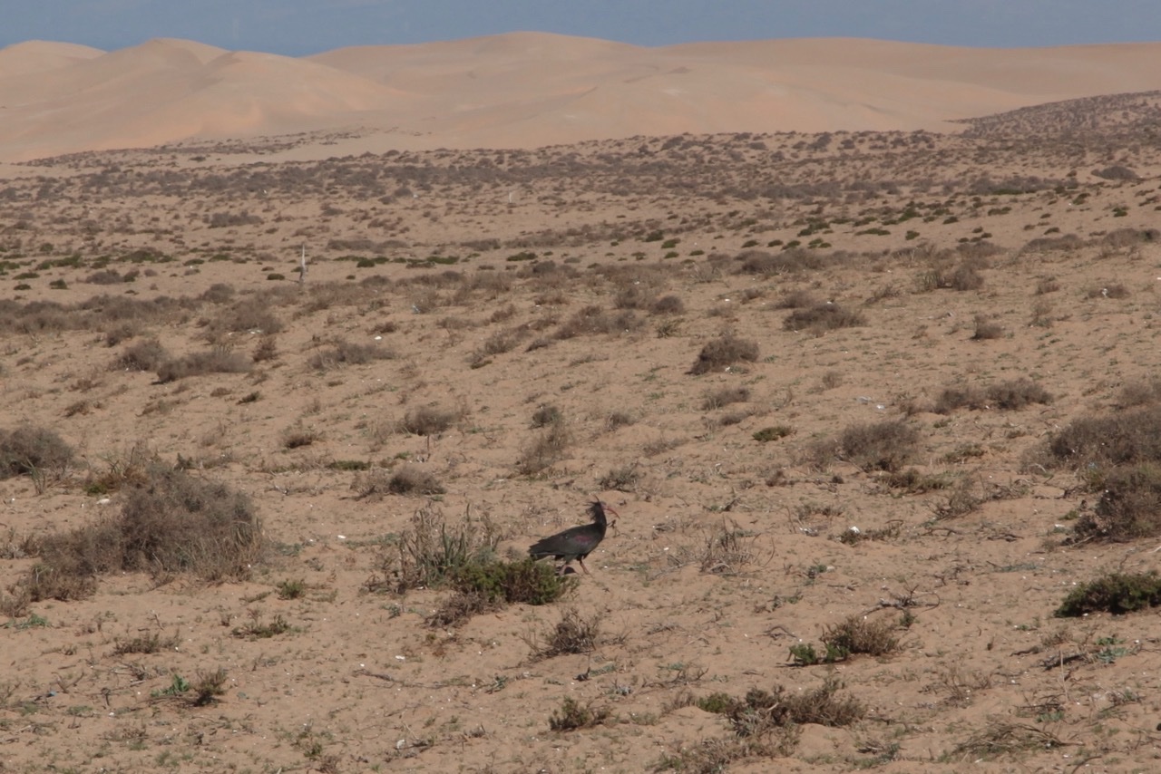 Ibis chauve.jpg