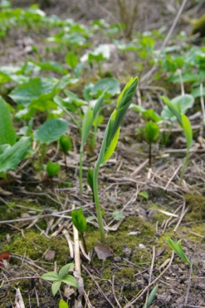Polygonatum multiflorum - Sceau-de-Salomon multiflore (1).JPG