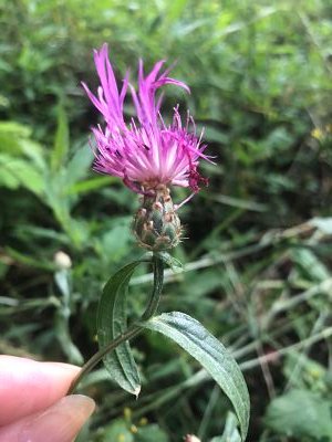 Centaurea jardin 1 opt.jpg