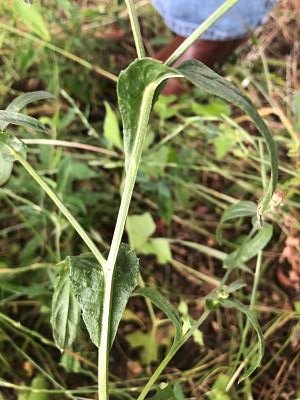 Centaurea sp jardin 2 opt.jpg