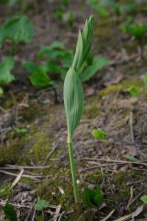 Polygonatum multiflorum - Sceau-de-Salomon multiflore (4).JPG