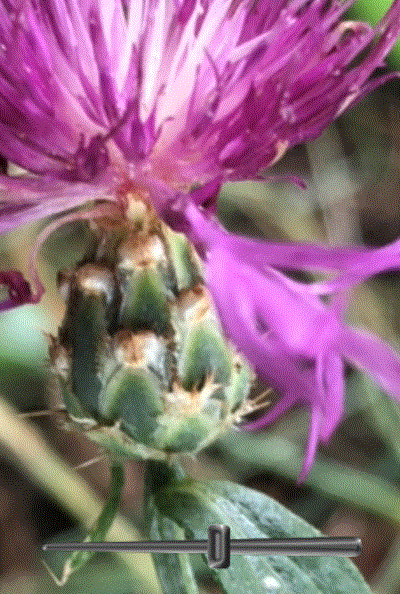 centaurea 11 opt.gif