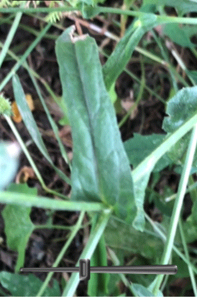 centaurea 10 opt.gif