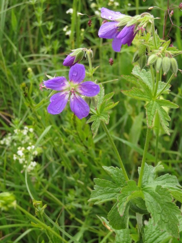 BB- Geranium des prés.JPG