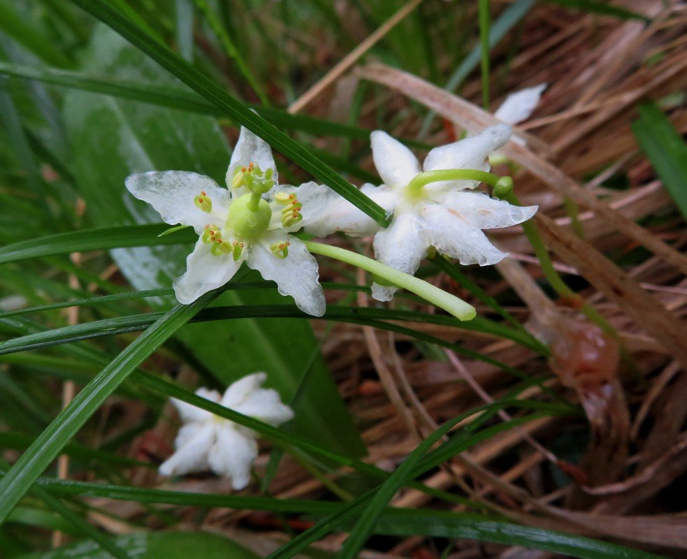 BB- Pirole a une fleur_ Moneses uniflora.JPG