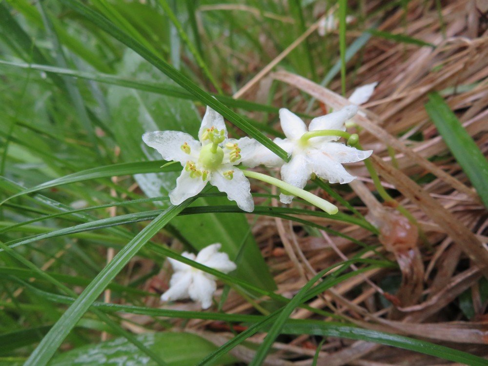 BB-Pirole à une fleur-Moneses uniflora.JPG