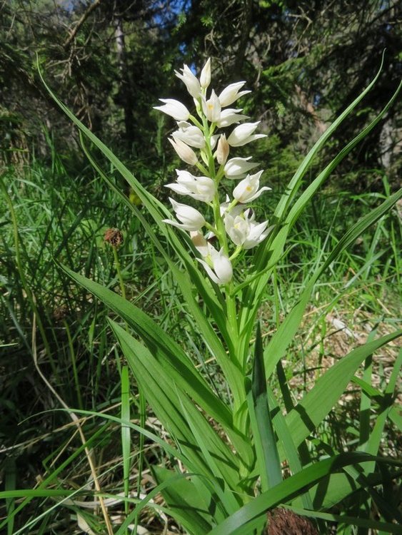 Cephalantere longifolia.jpg