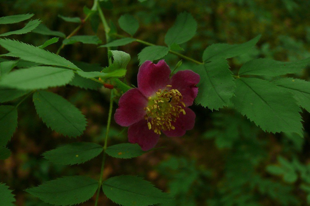 Rose de montagne Granier (2).jpg