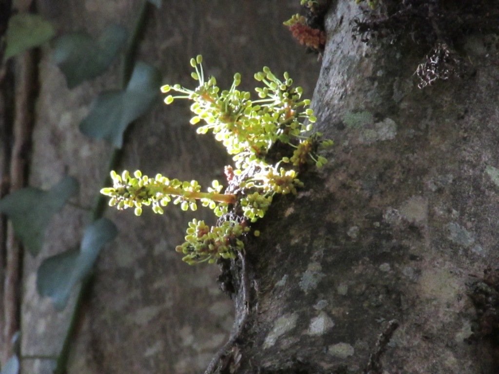 inflorescence détail.jpg