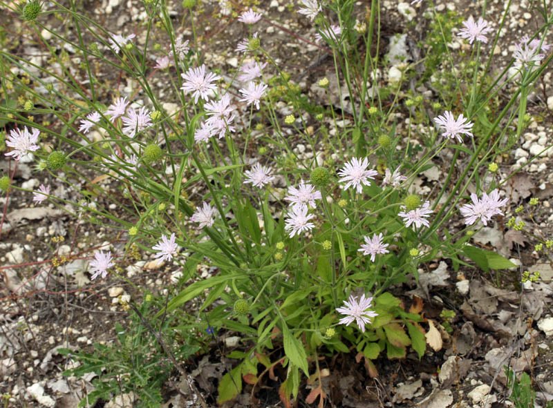 Caprifoliacées - Knautia integrifolia - red 1.jpg