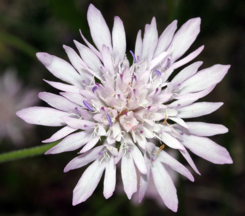Caprifoliacées - Knautia integrifolia - red 3.jpg