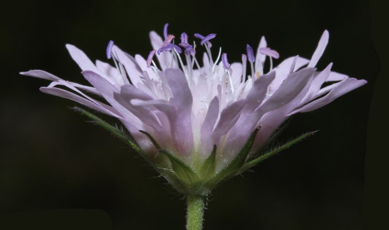 Caprifoliacées - Knautia integrifolia - red 4.jpg