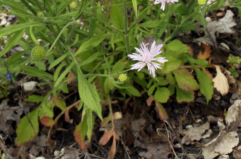 Caprifoliacées - Knautia integrifolia - red 2.jpg