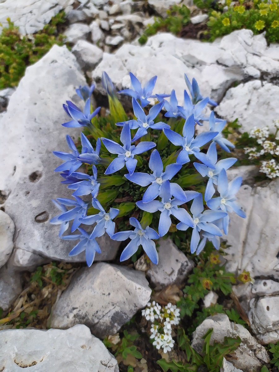 Gentiane des neiges à vérifier.jpg