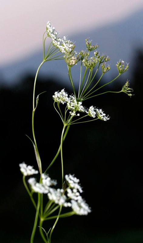 Conopodium pyrenaeum red 1.jpg