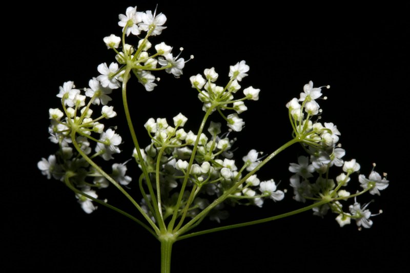 Conopodium pyrenaeum red 2.jpg