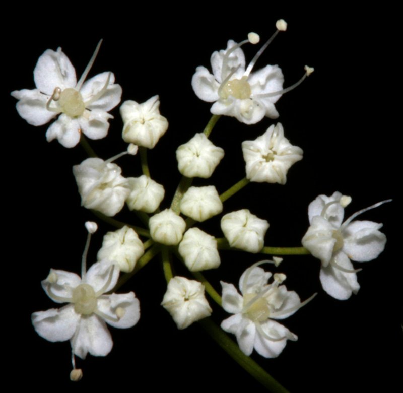 Conopodium pyrenaeum red 3.jpg