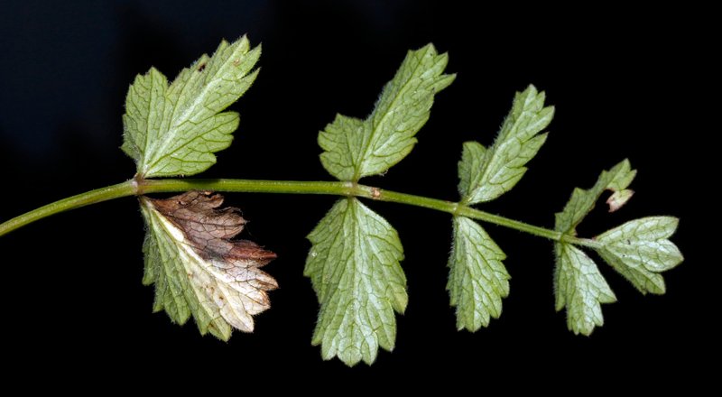 Conopodium pyrenaeum red 4.jpg