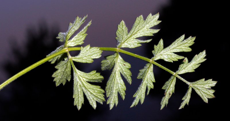 Conopodium pyrenaeum red 5.jpg
