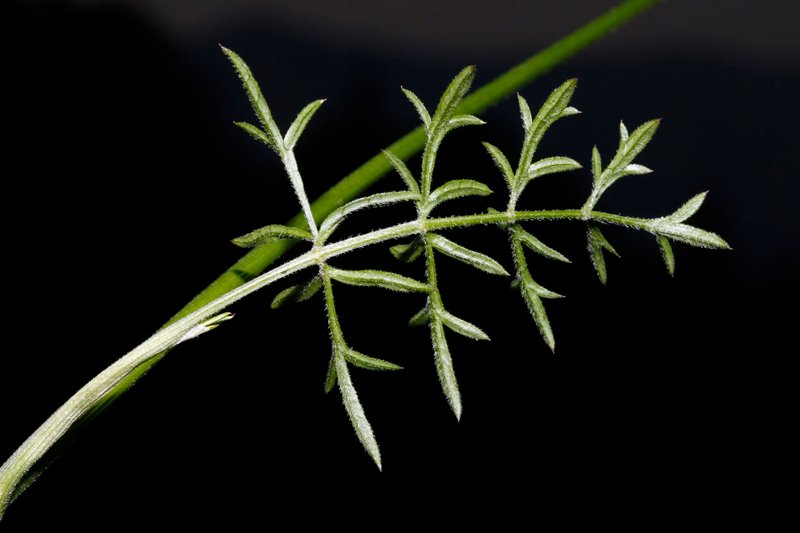 Conopodium pyrenaeum red 6.jpg