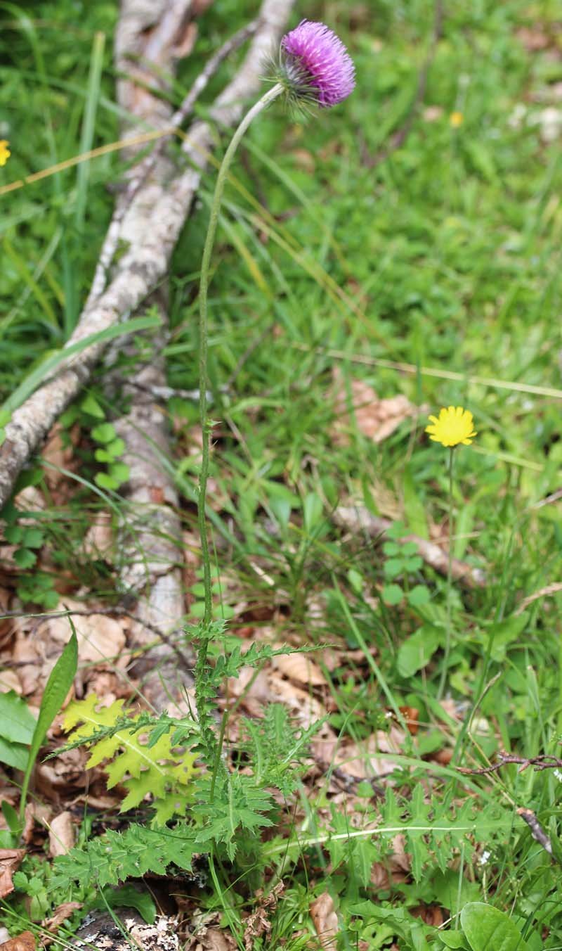 Carduus defloratus subsp.  red 1.jpg
