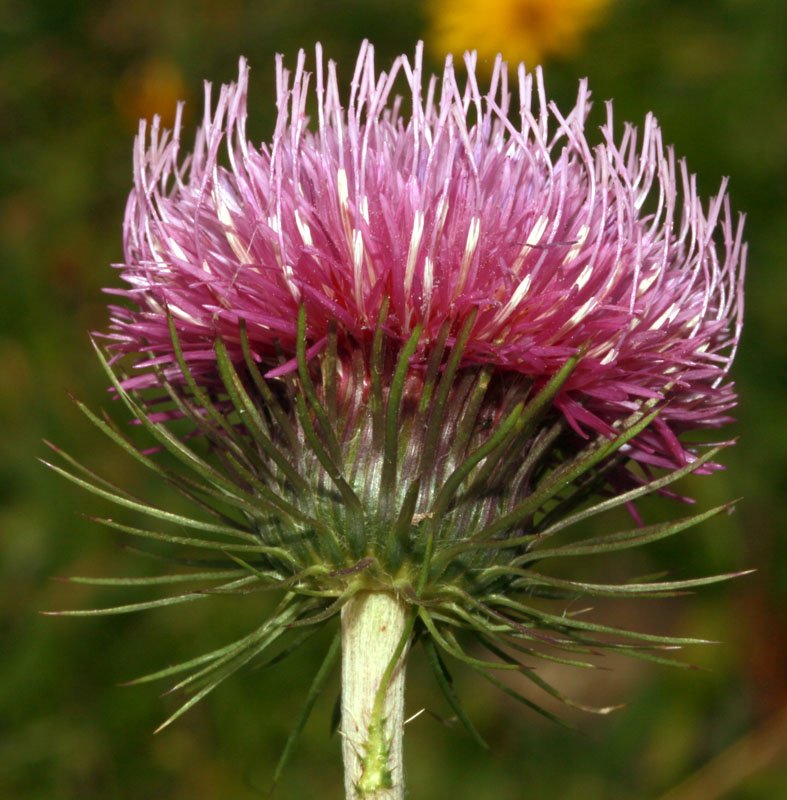 Carduus defloratus subsp.  red 2.jpg