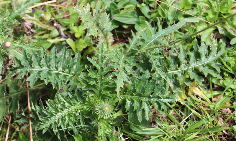 Carduus defloratus subsp.  red 3.jpg