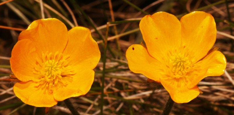 Ranunculacées - Ranunculus reptans red 1.jpg