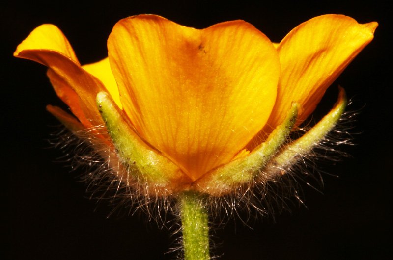 Ranunculacées - Ranunculus reptans red 2.jpg