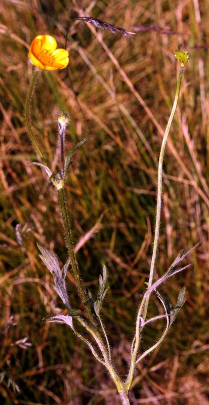 Ranunculacées - Ranunculus reptans red 4.jpg